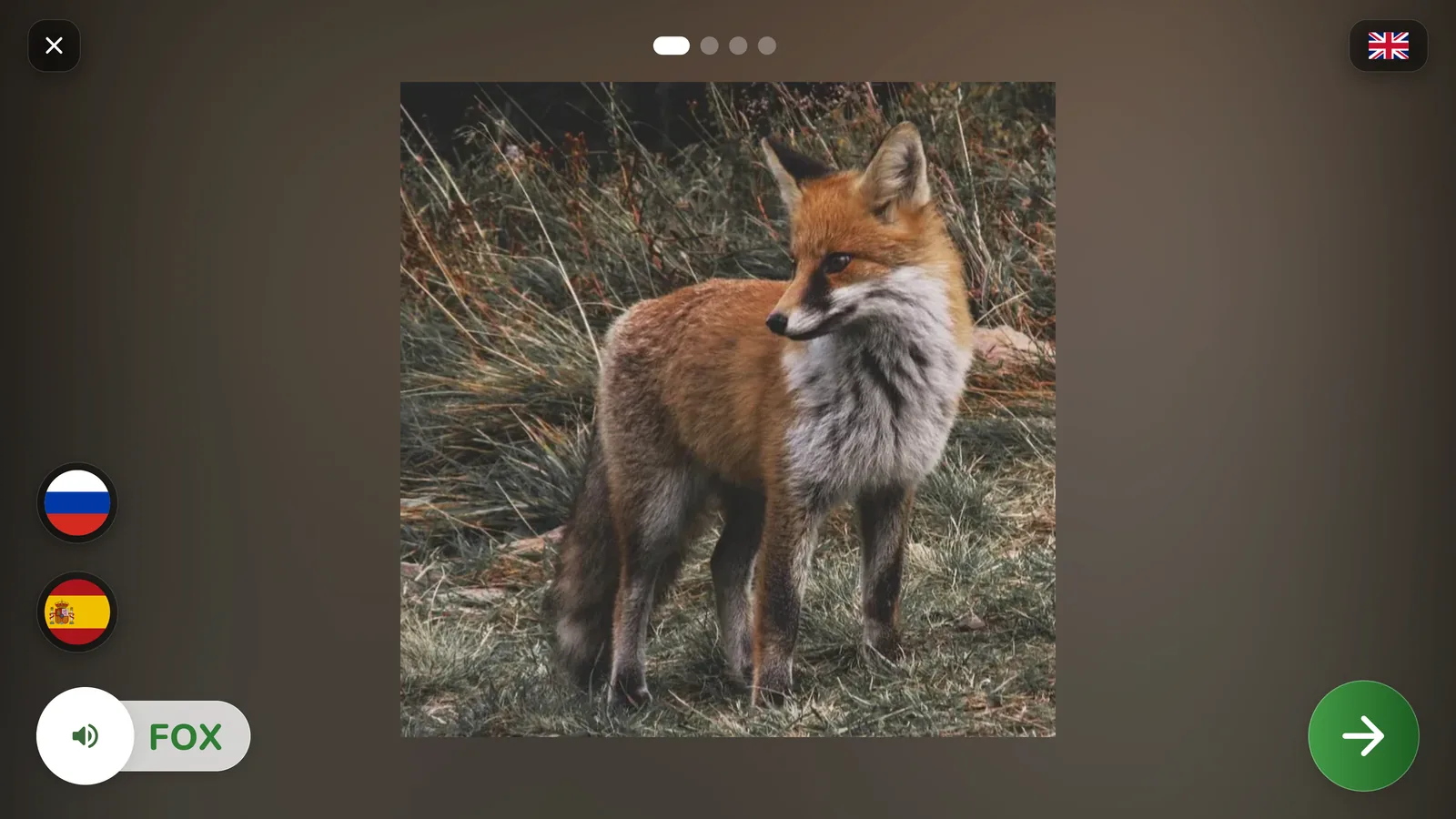 The Tap ABC study screen: a large photo of a fox, the word FOX with an audio button, and buttons to hear the same word in the other languages the parent switched on.