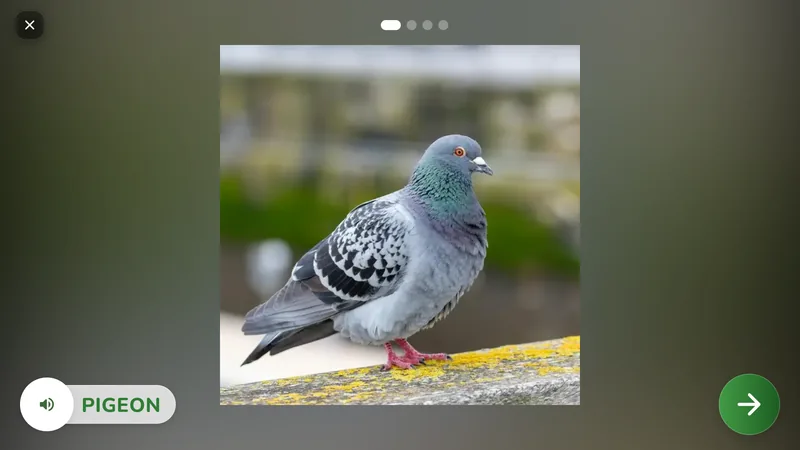 A study card showing a photo of a pigeon, with the word PIGEON and an audio button beside it.